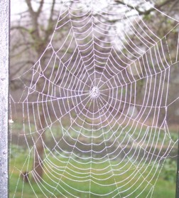 La toile d'araignée est l'un des matériaux naturels les plus solides au  monde