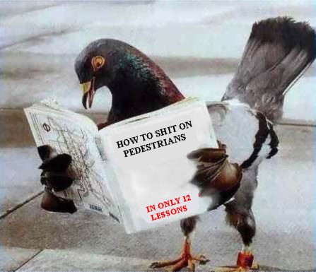 howtopigeon