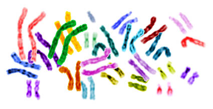 chromosomes