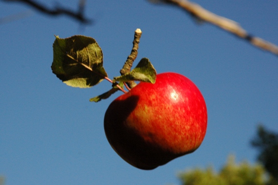 apple fall 2
