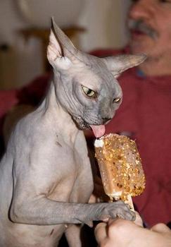cat_ice