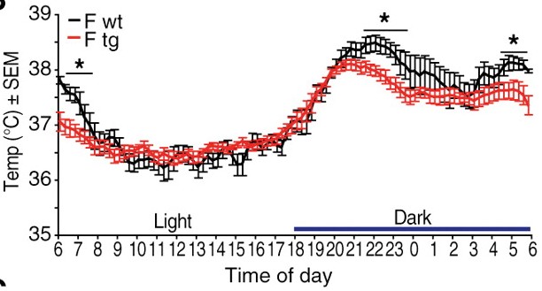 female mice core body temperature