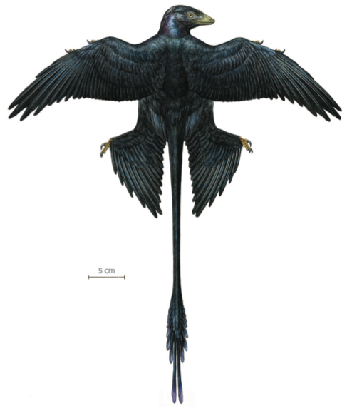 Microraptor Gui