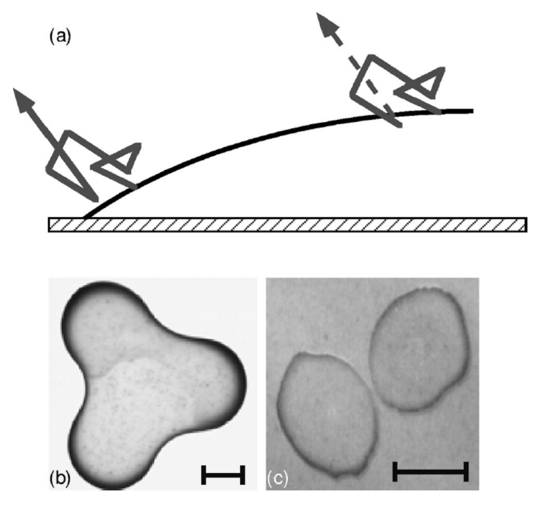 random walk water molecule