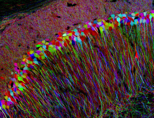 brainbow