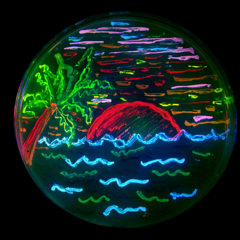 sunset tsien GFP