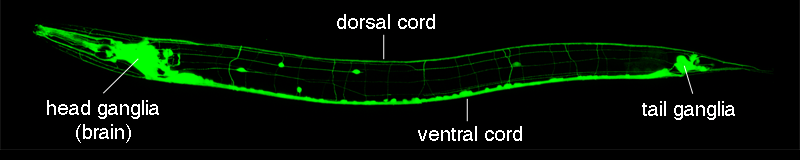 C_elegans_GFP