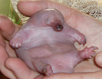 bébé ornithorynque