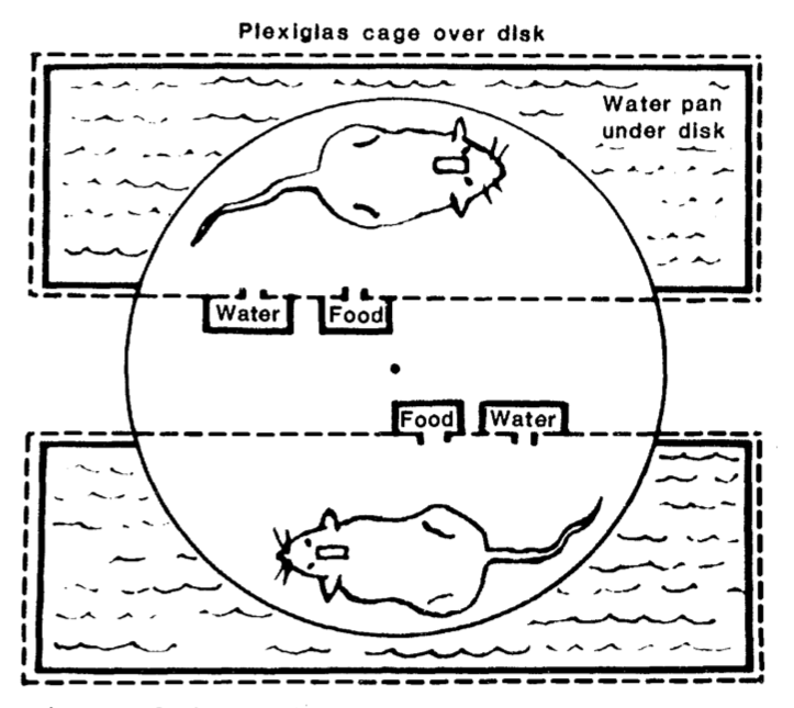 disk over water rats