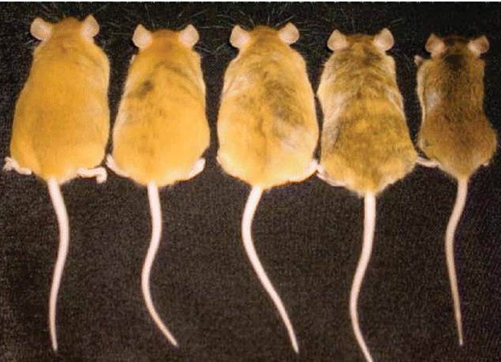 agouti_methyl