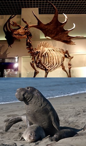 megaloceros_elephant_mer
