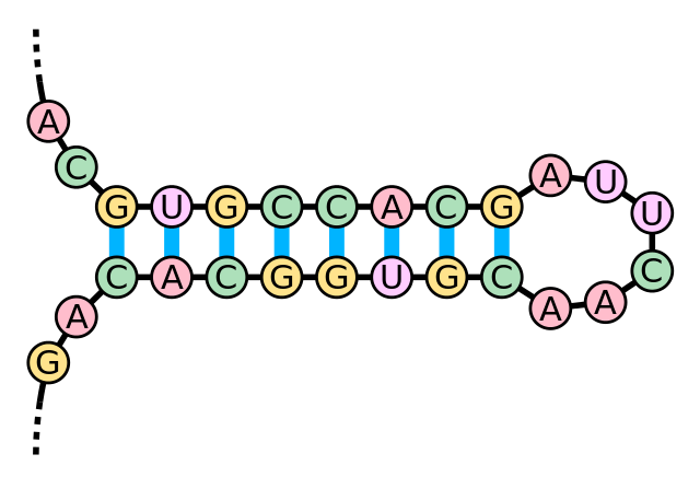 Stem-loop.svg