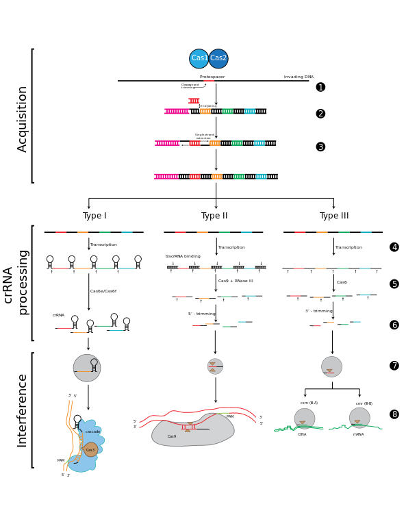 The_Stages_of_CRISPR_immunity.svg